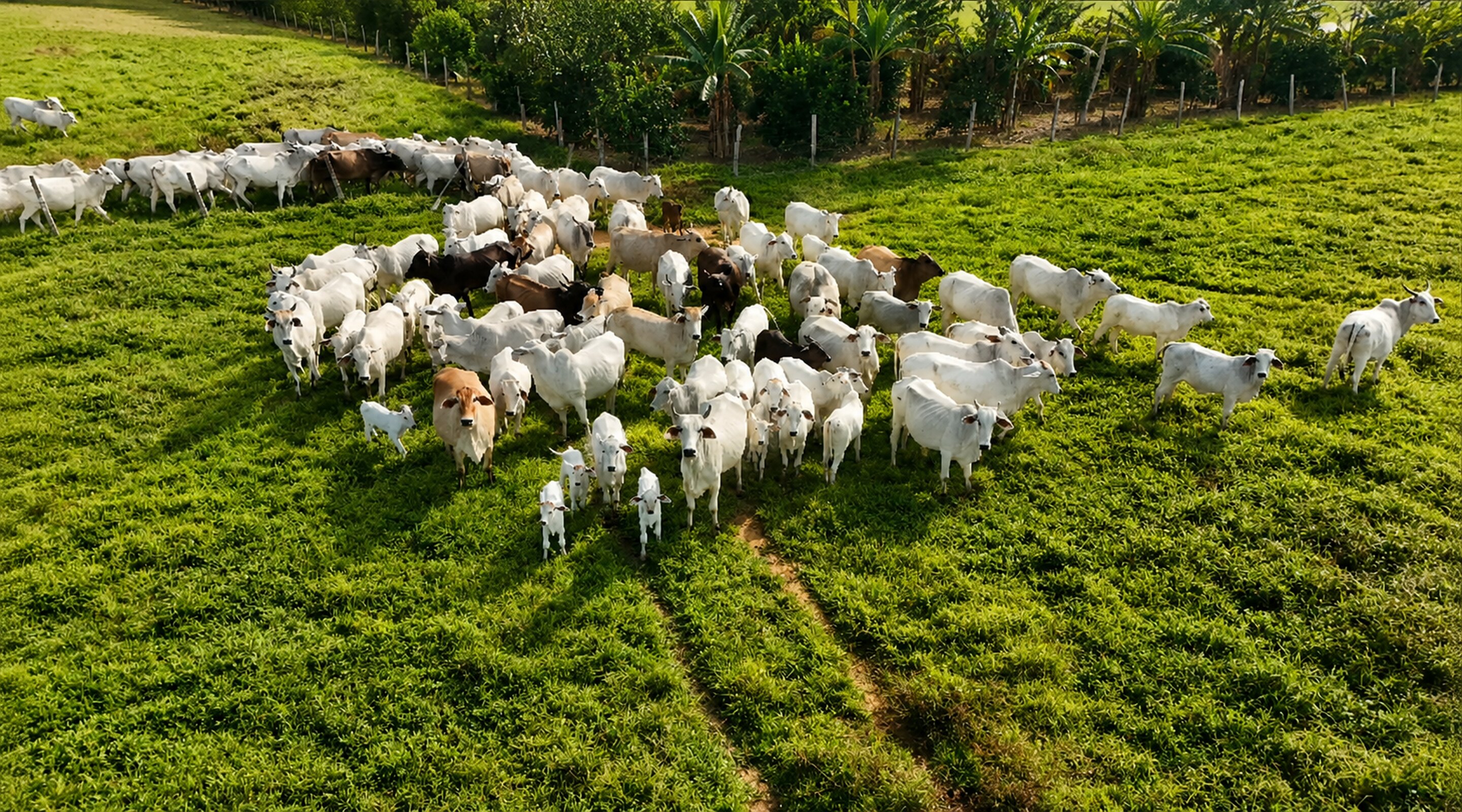 Área de pasturas — 300 hectáreas